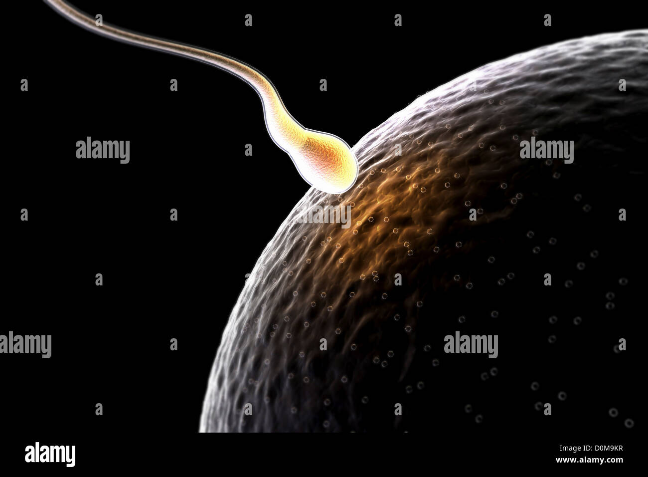 Single sperm approaches an ovum at the moment of conception Stock Photo