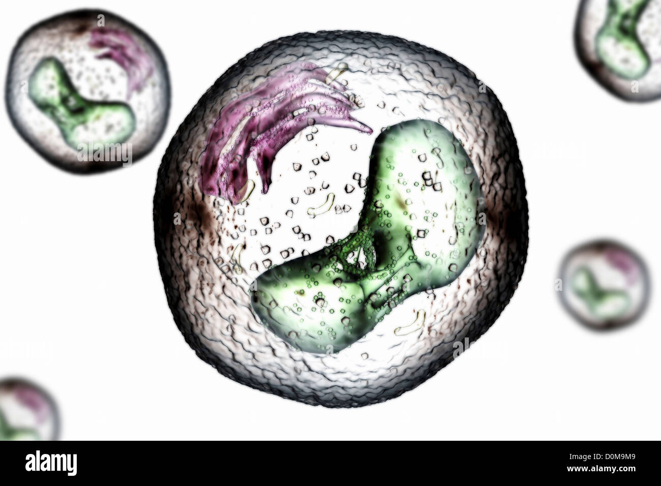Structure of a typical human or animal cell. Stock Photo