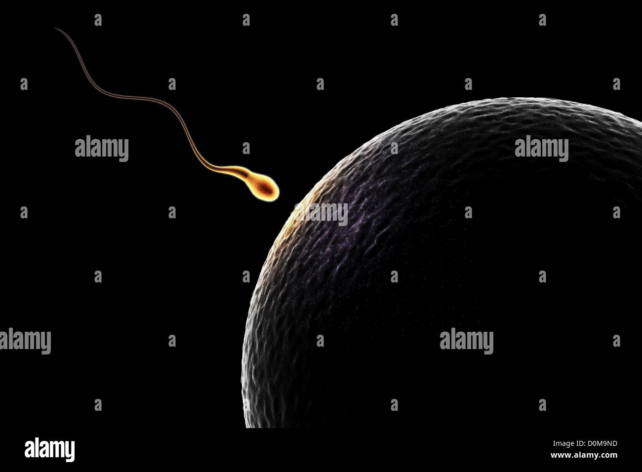 Single sperm approaches an ovum at the moment of conception Stock Photo