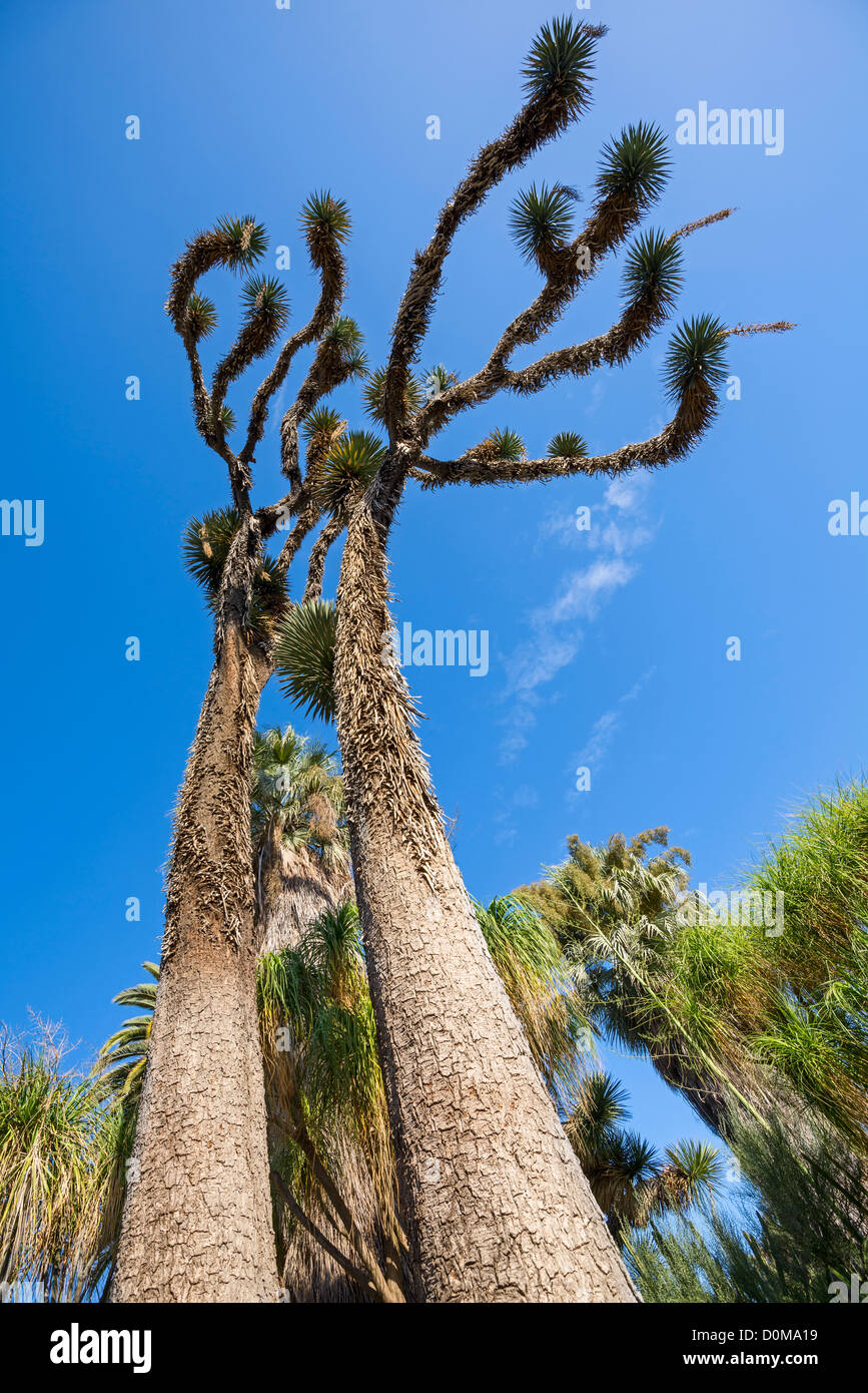 The tallest Yucca filifera known grows in the Huntington Library and Botanical Garden. Stock Photo
