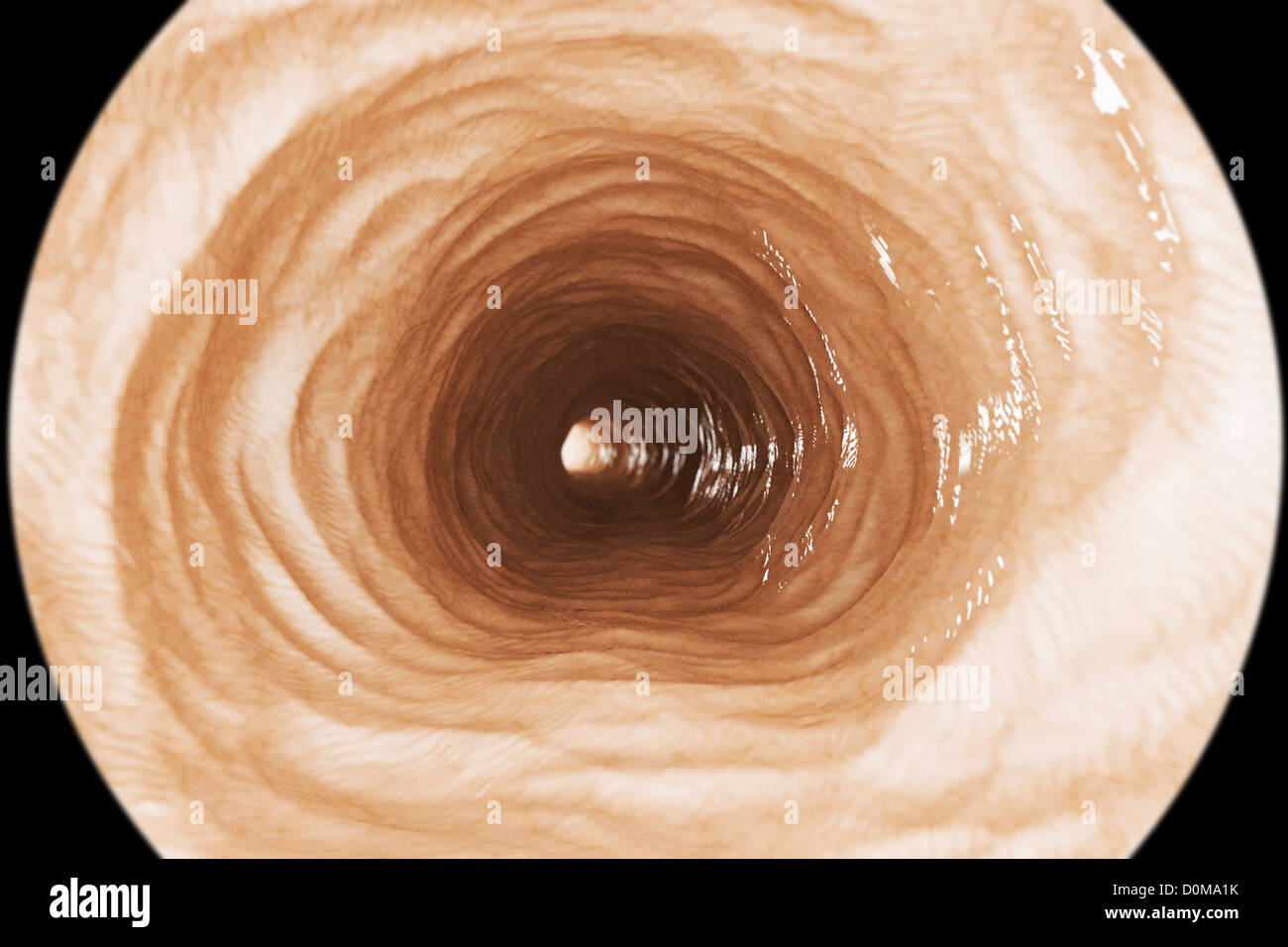 Endoscopic styled view of the inner esophagus Stock Photo Alamy