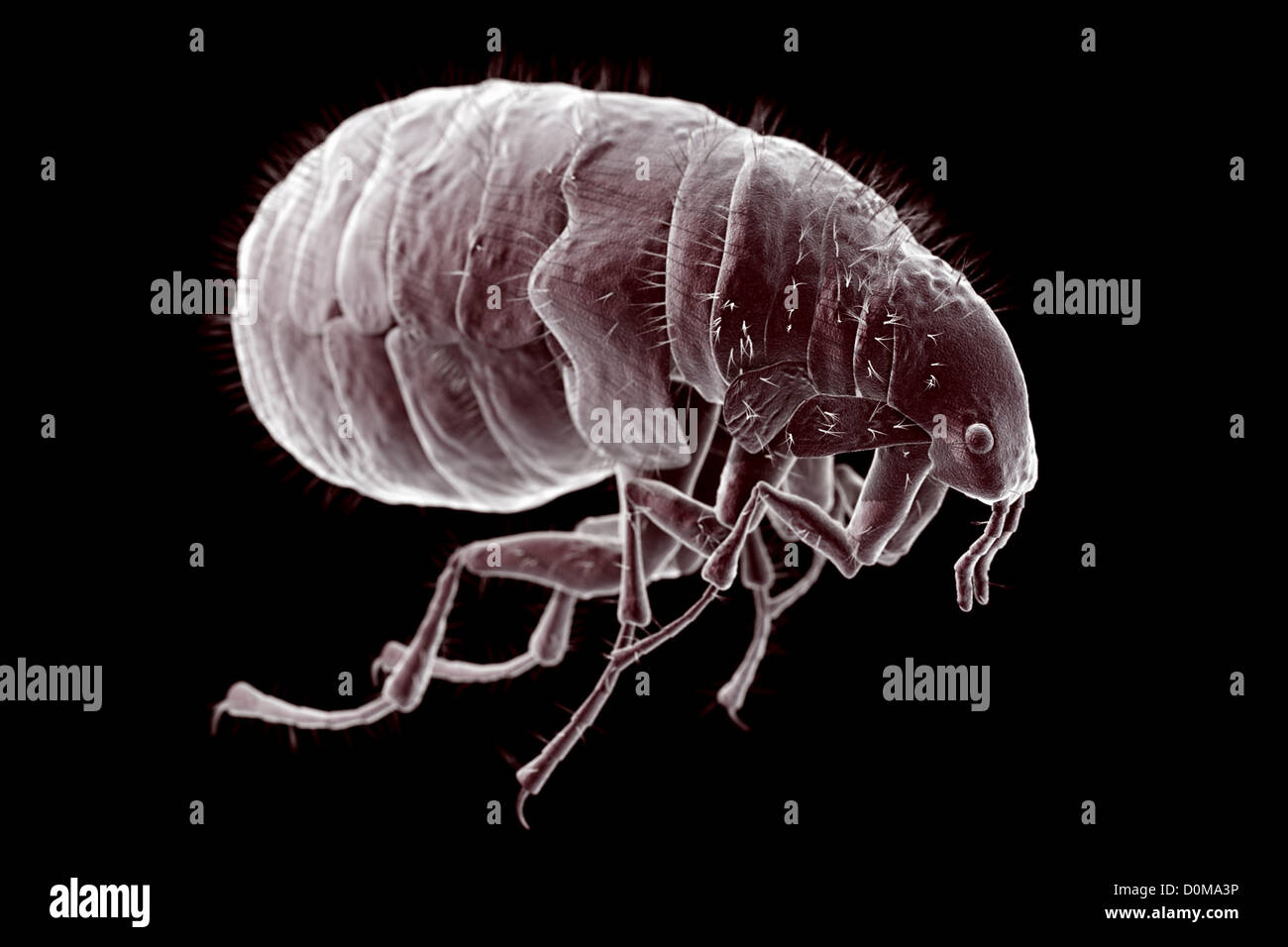 Close-up microscopic view of a flea (Pulex irritans) Stock Photo