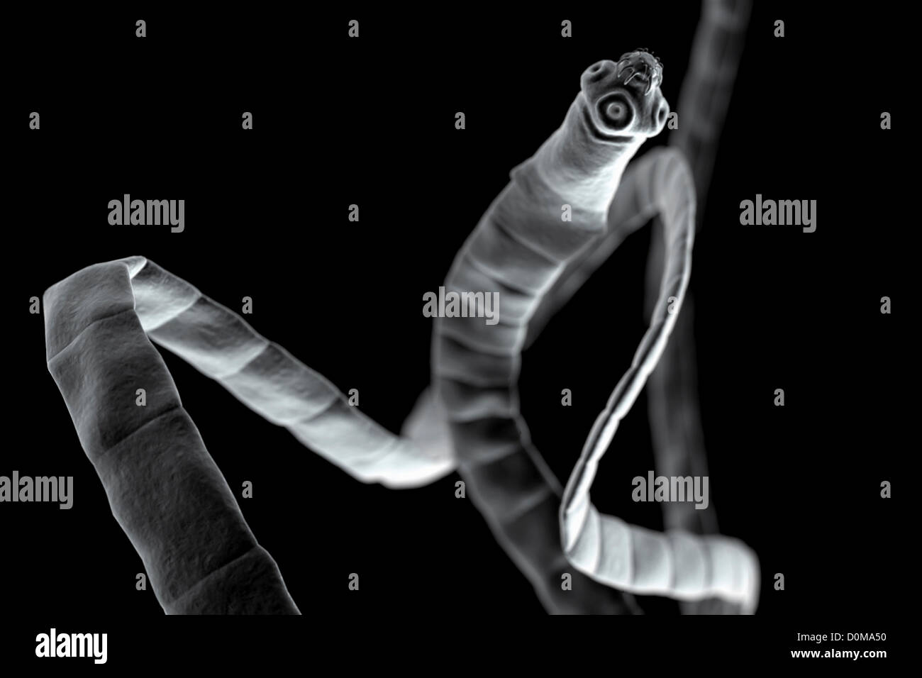 Microscopic styled visualization of a tapeworm (Cestoda Stock Photo Alamy