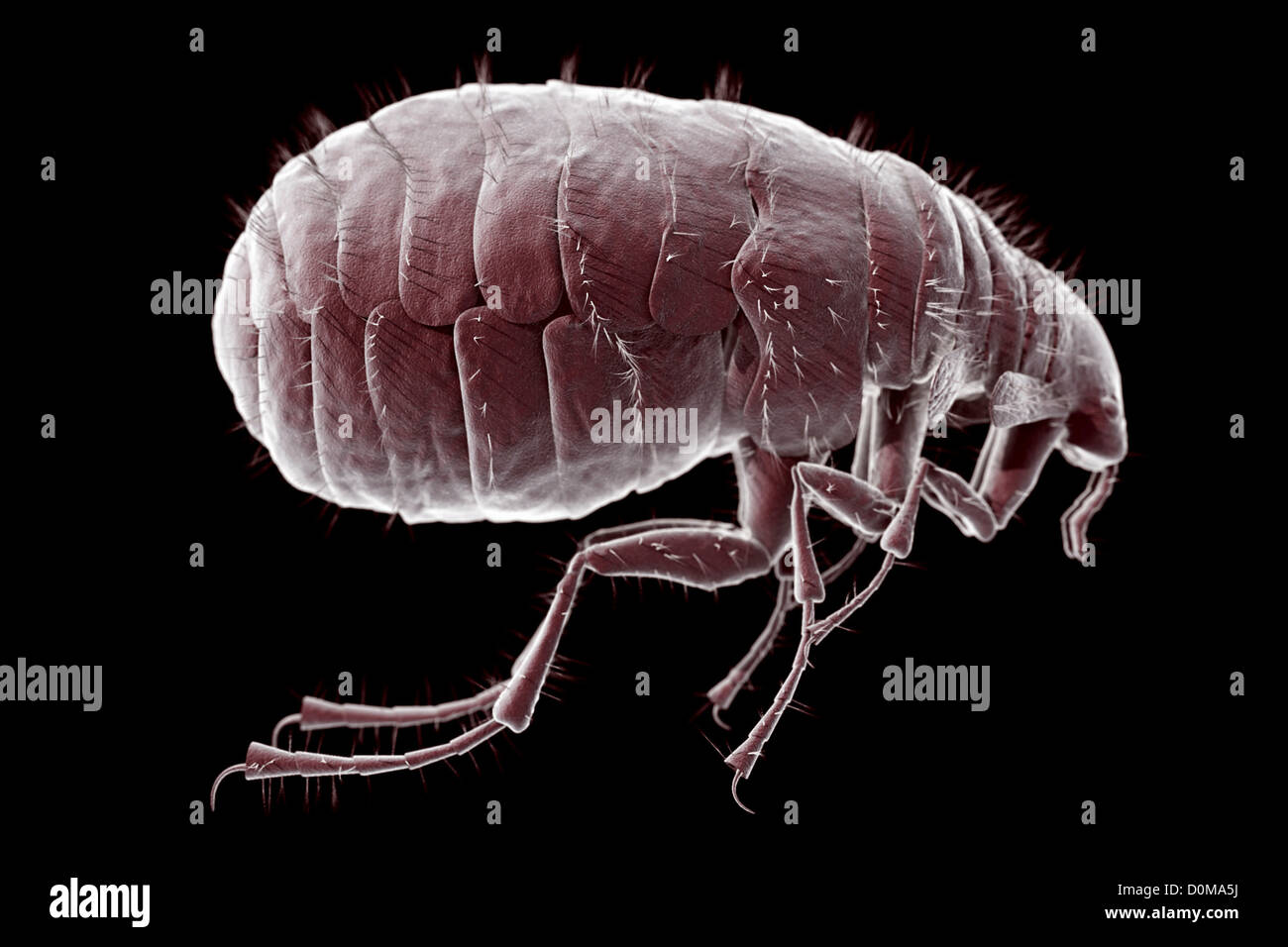 Closeup microscopic view of a flea (Pulex irritans Stock Photo Alamy
