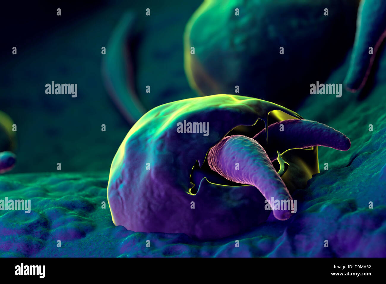 Cryptosporidium infection hi-res stock photography and images - Alamy