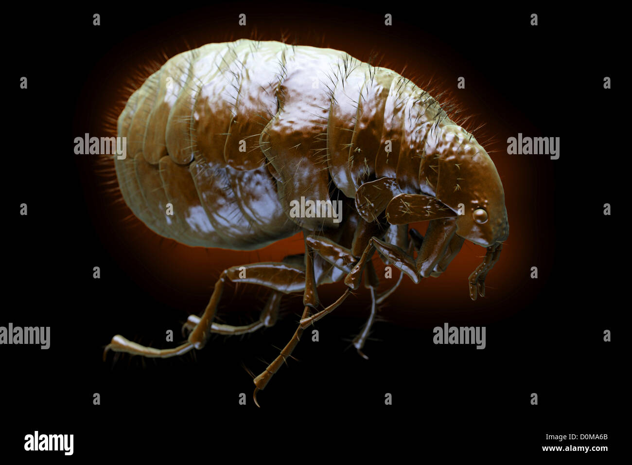 Close-up view of a flea (Pulex irritans) Stock Photo
