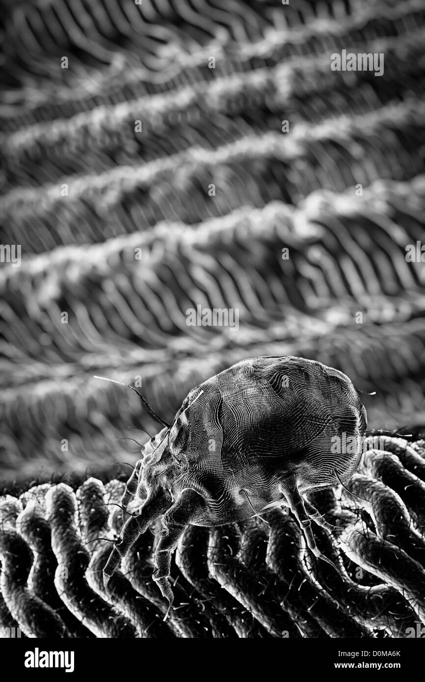 A single house dust mite. Stock Photo