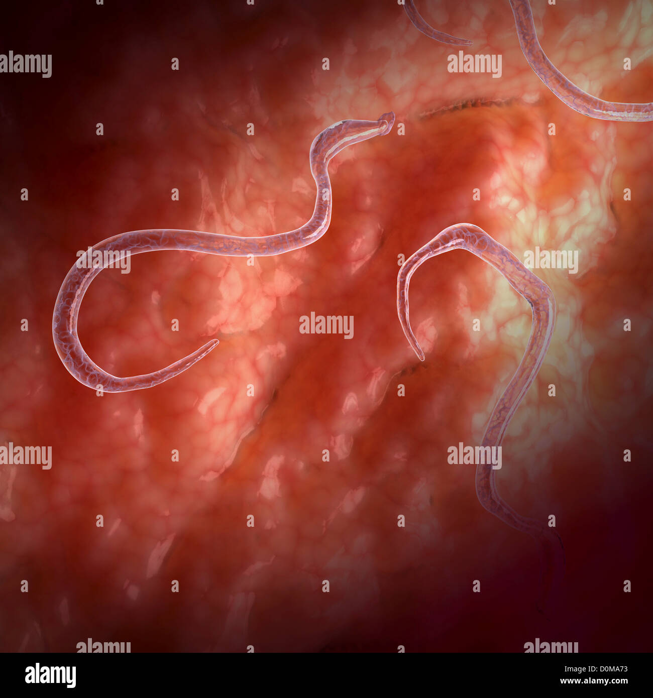 Hookworms, which are parasites that live in the small intestine Stock