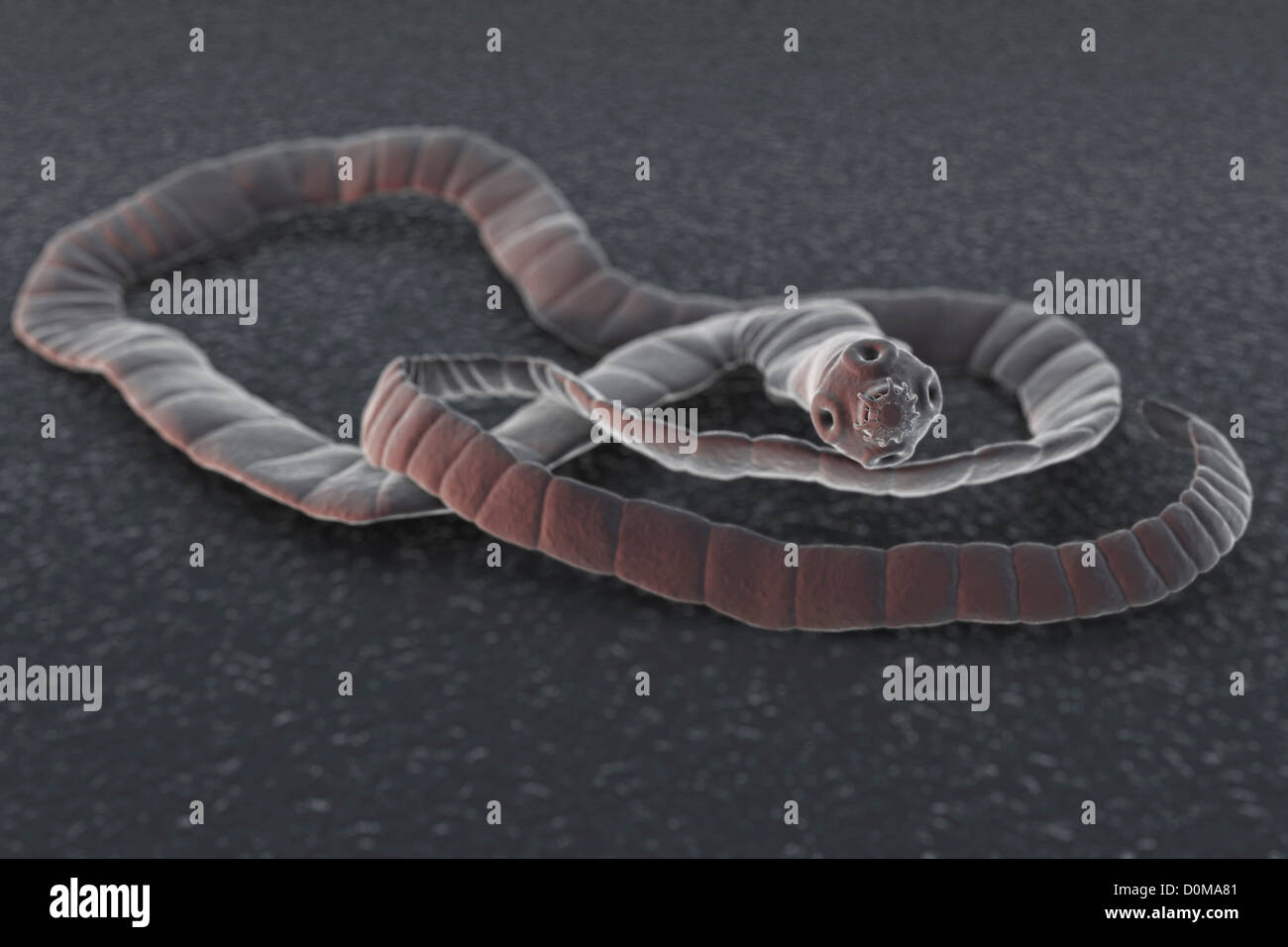 A cestode, a parasitic tapeworm. Stock Photo