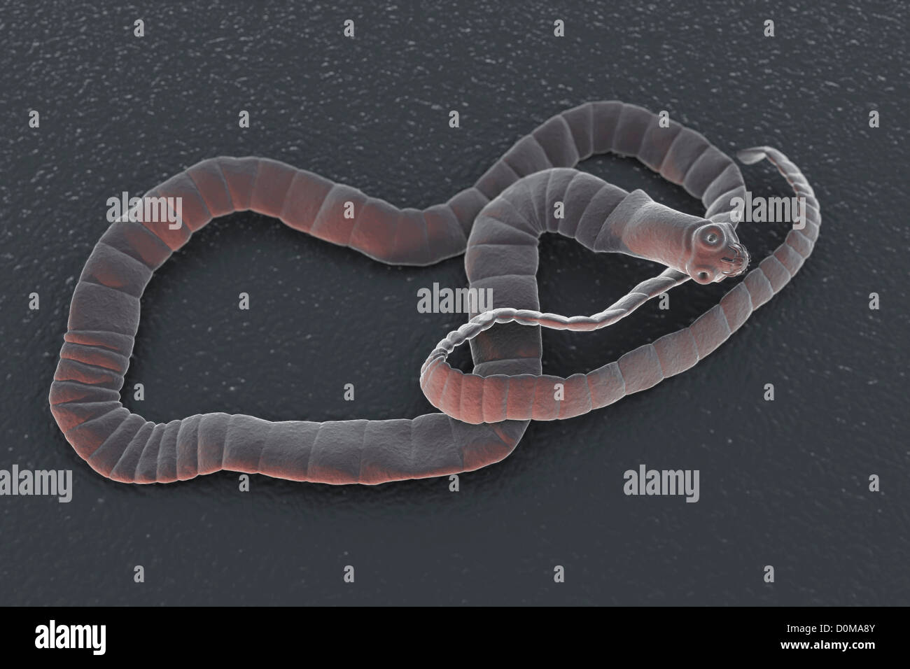 A cestode, a parasitic tapeworm. Stock Photo