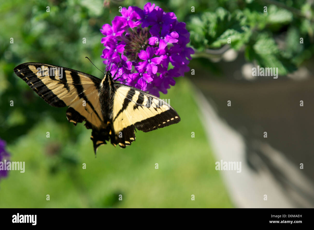 Butterfly on Purple Flower Stock Photo - Alamy