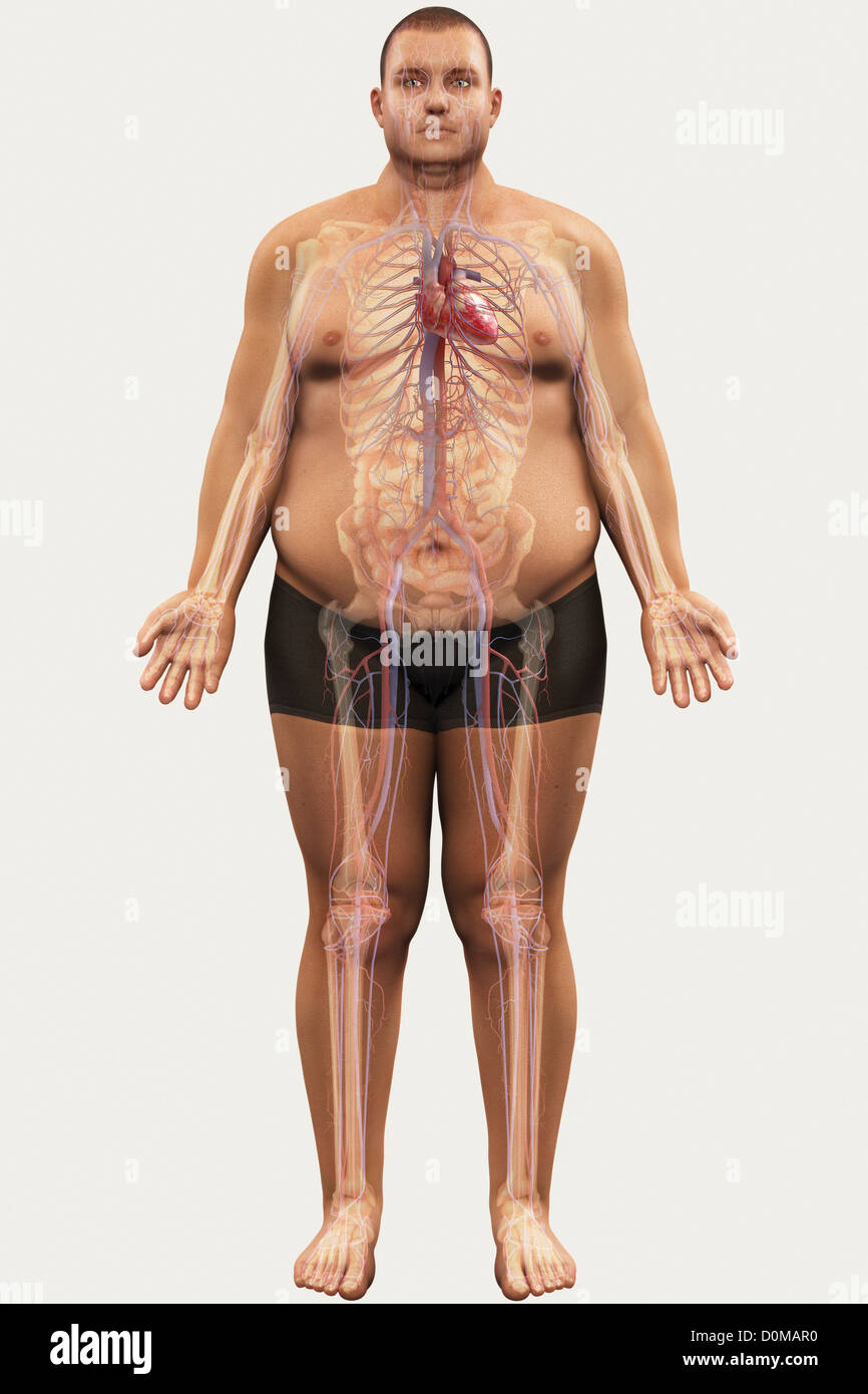 Image cardiovascular system layered over overweight man's body show relationship between obesity heart disease. Stock Photo
