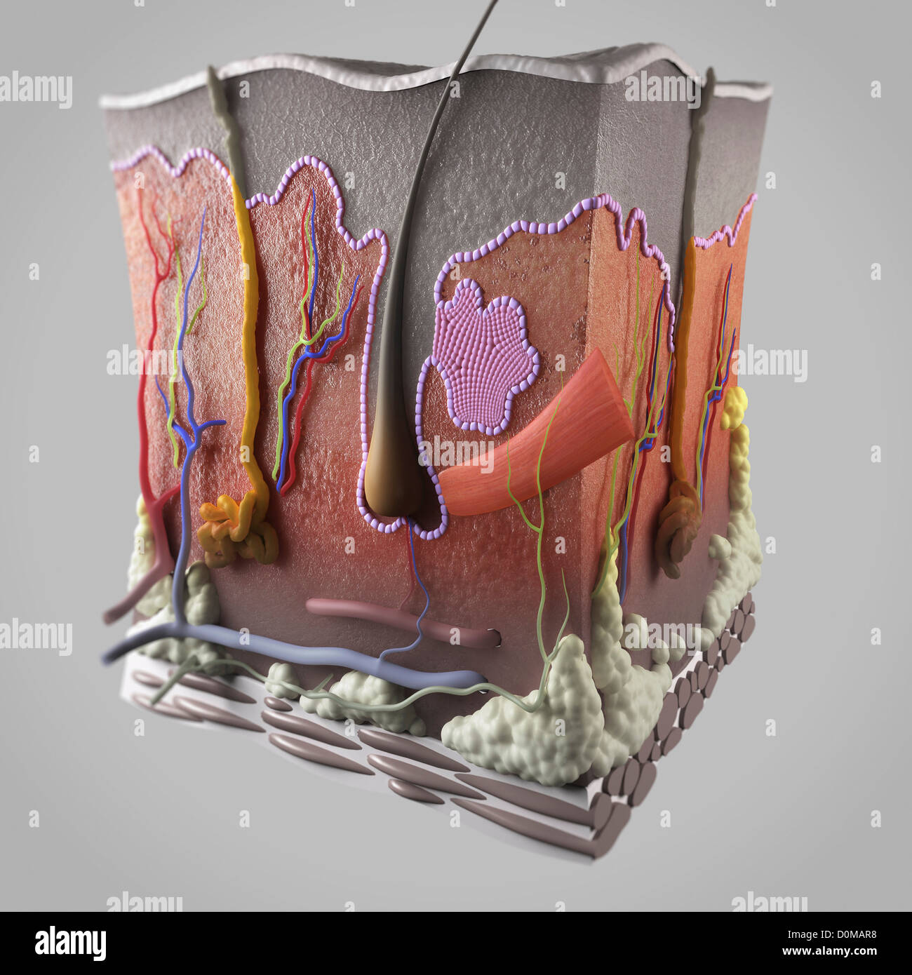 Dermis diagram labeled
