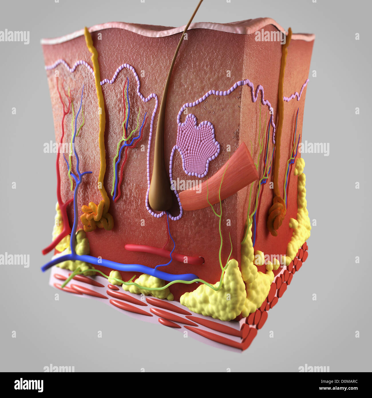 Cross section of skin showing the dermis and subcutis layers. Stock Photo