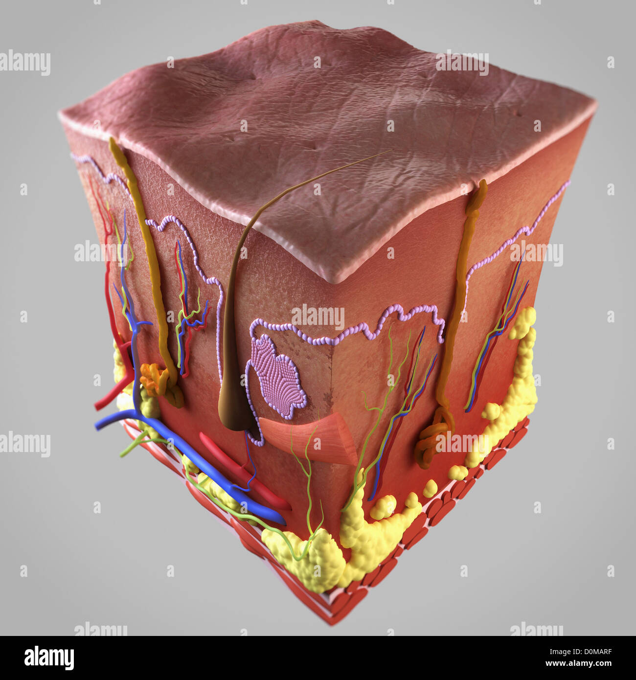 Cross section of skin showing the epidermis, dermis and subcutis layers. Stock Photo