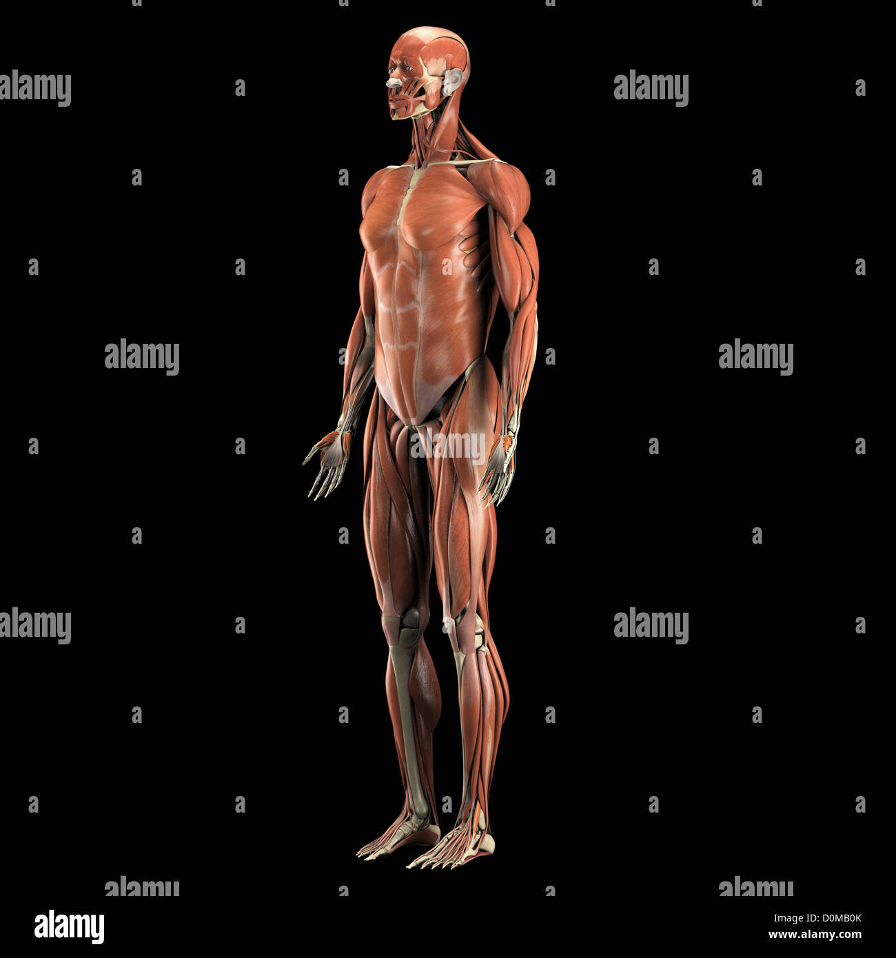 Muscular System Black High Resolution Stock Photography and Images - Alamy