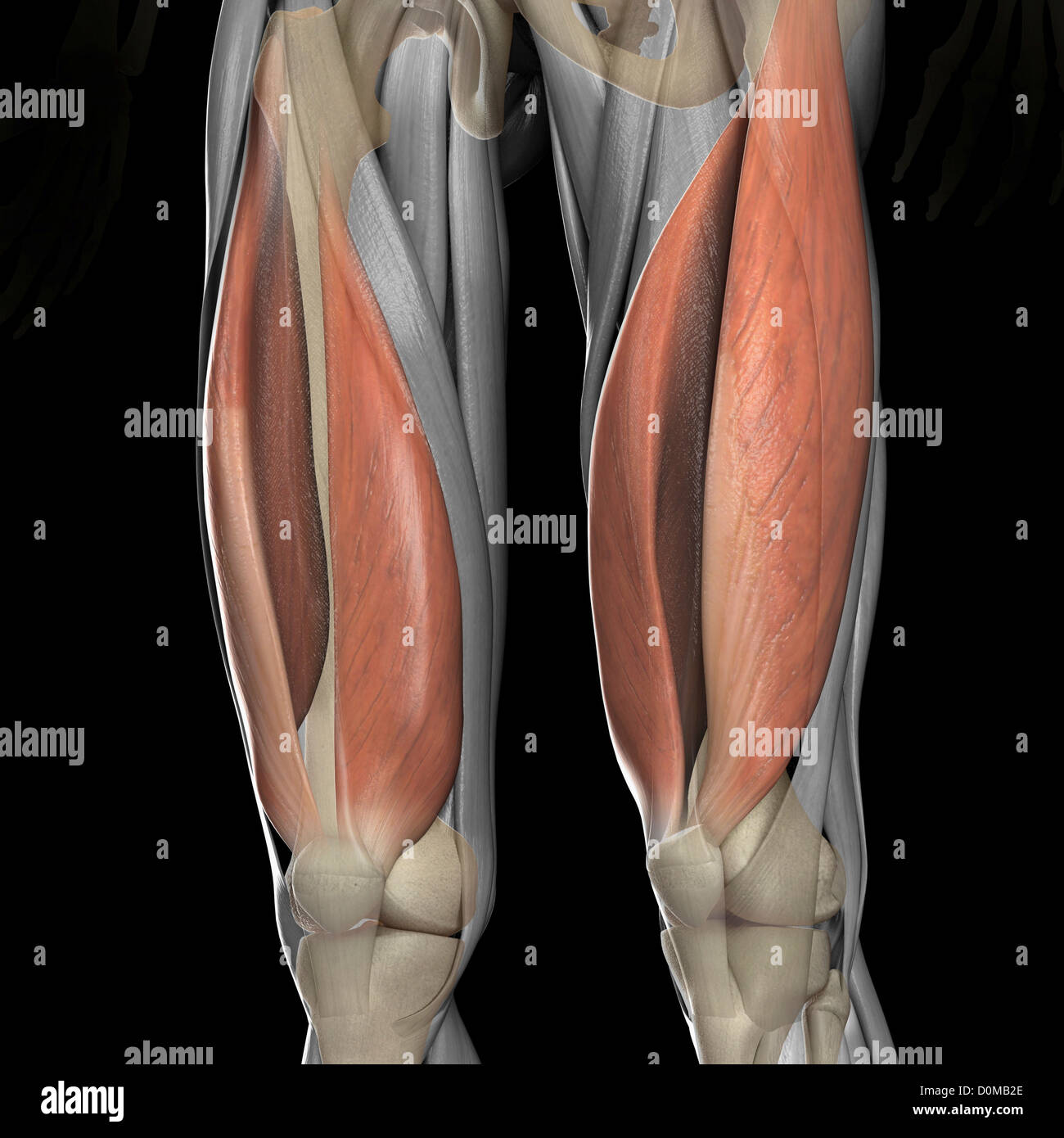 A human model showing the vastus medialis and lateralis muscles. Stock Photo