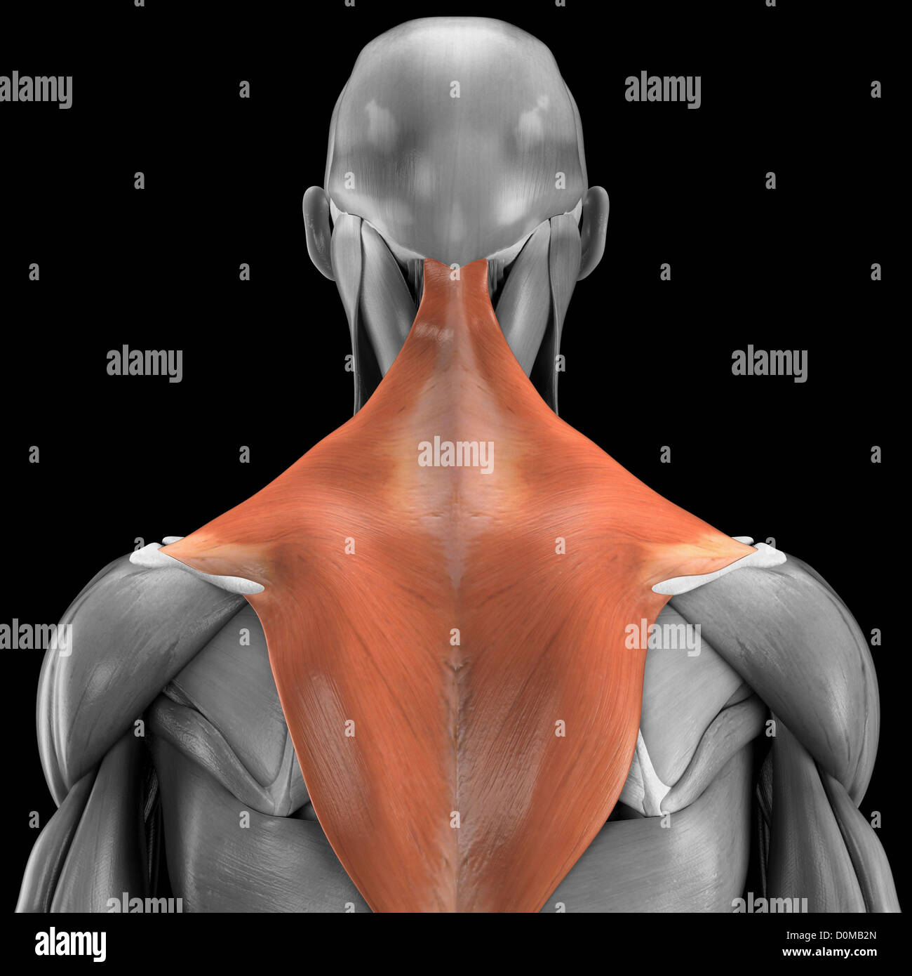 Anatomical model showing the trapezius muscles Stock Photo Alamy