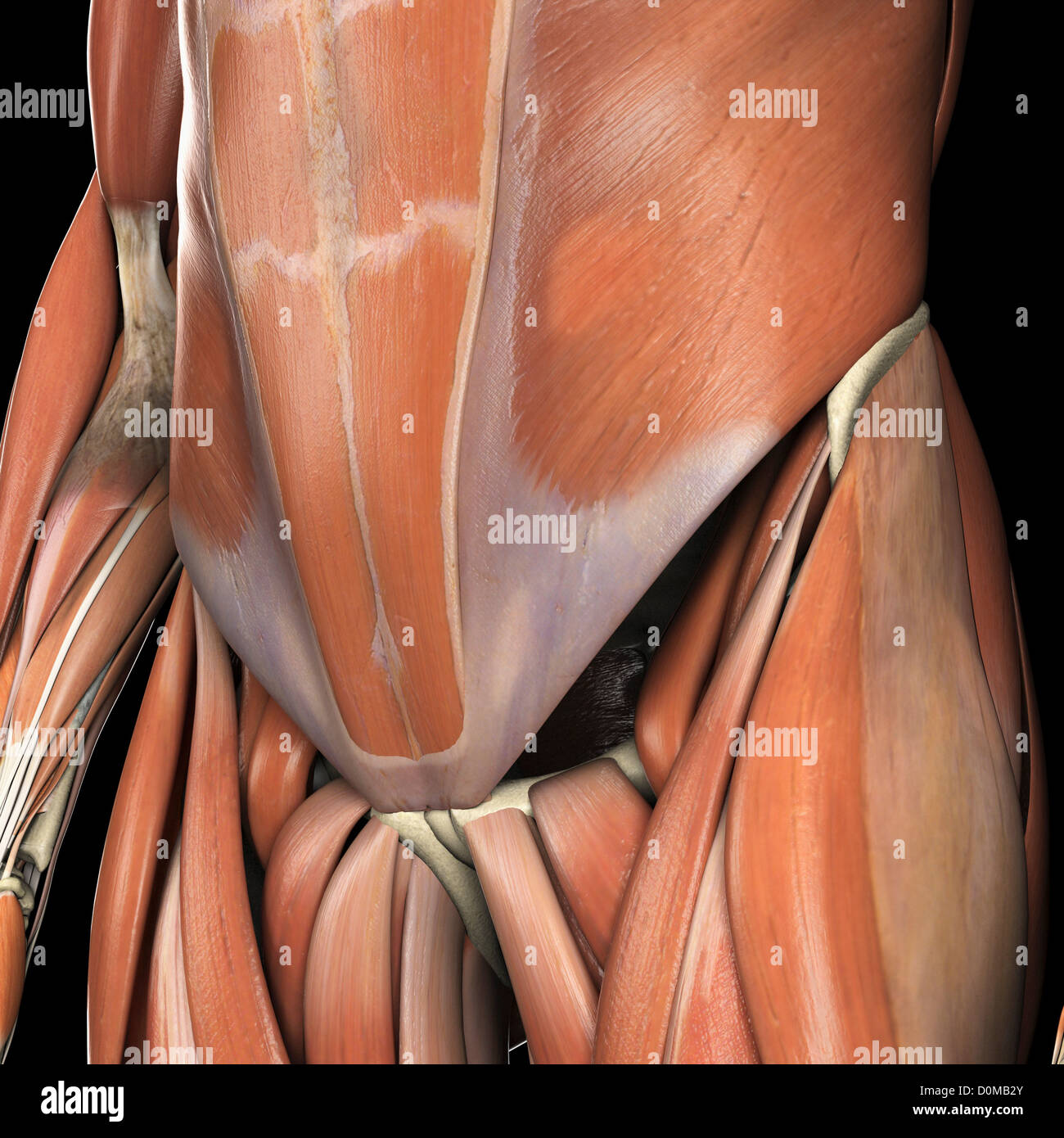 Anatomical model showing the lower abdominal muscles Stock Photo Alamy