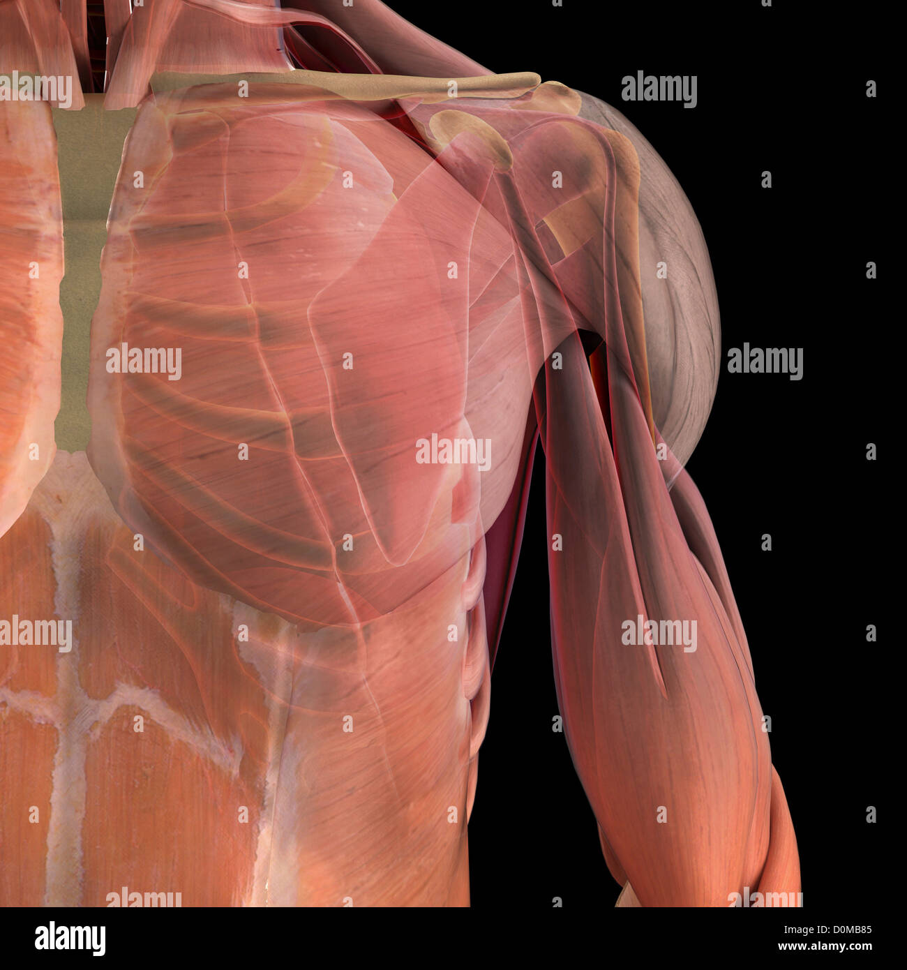 Anatomical model showing the deltoid, biceps brachii and scapula. Stock Photo