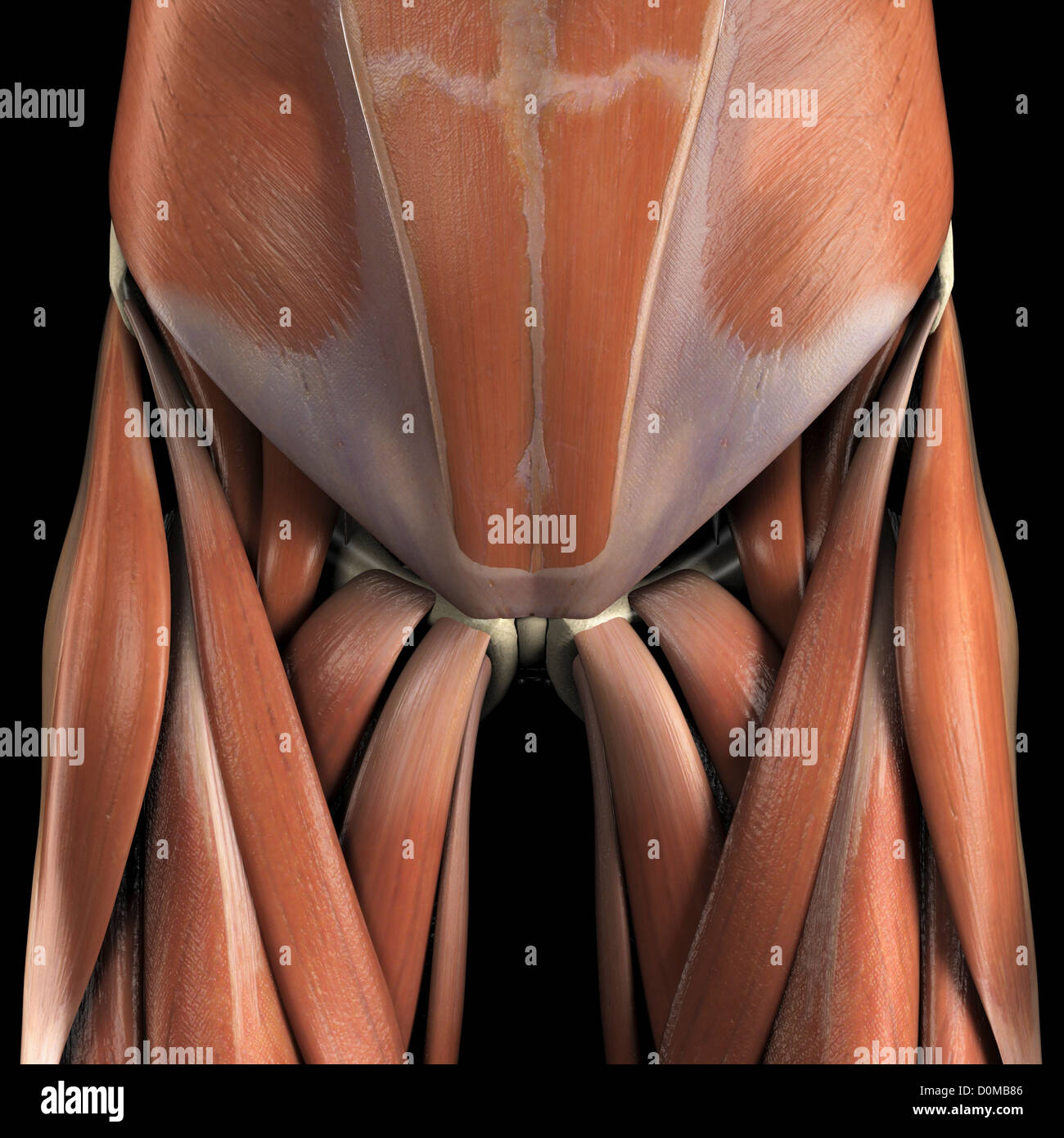 Anatomical model showing the pelvis muscles Stock Photo Alamy