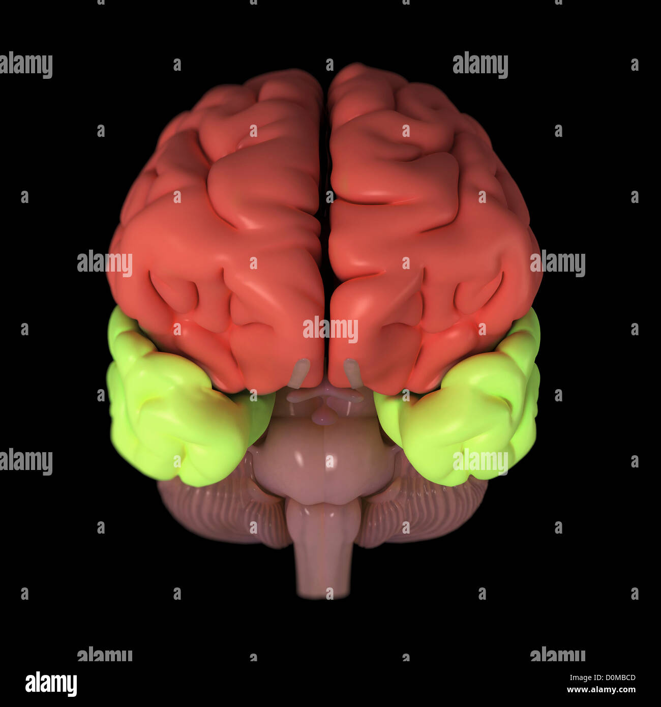 A model of the human brain, isolating different lobes with color. Stock Photo