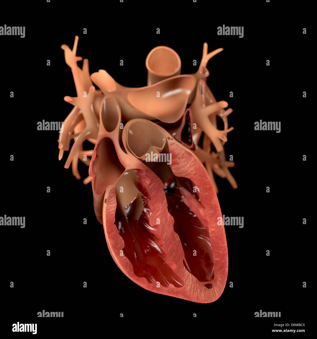 Diagram of a heart, showing an anterior cut. Stock Photo