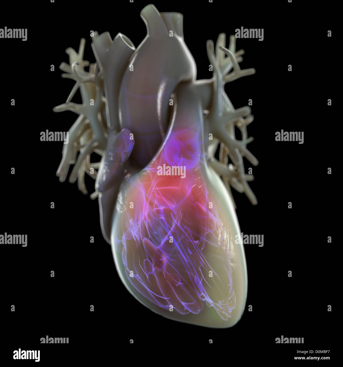 Nervous system diagram hi-res stock photography and images - Alamy