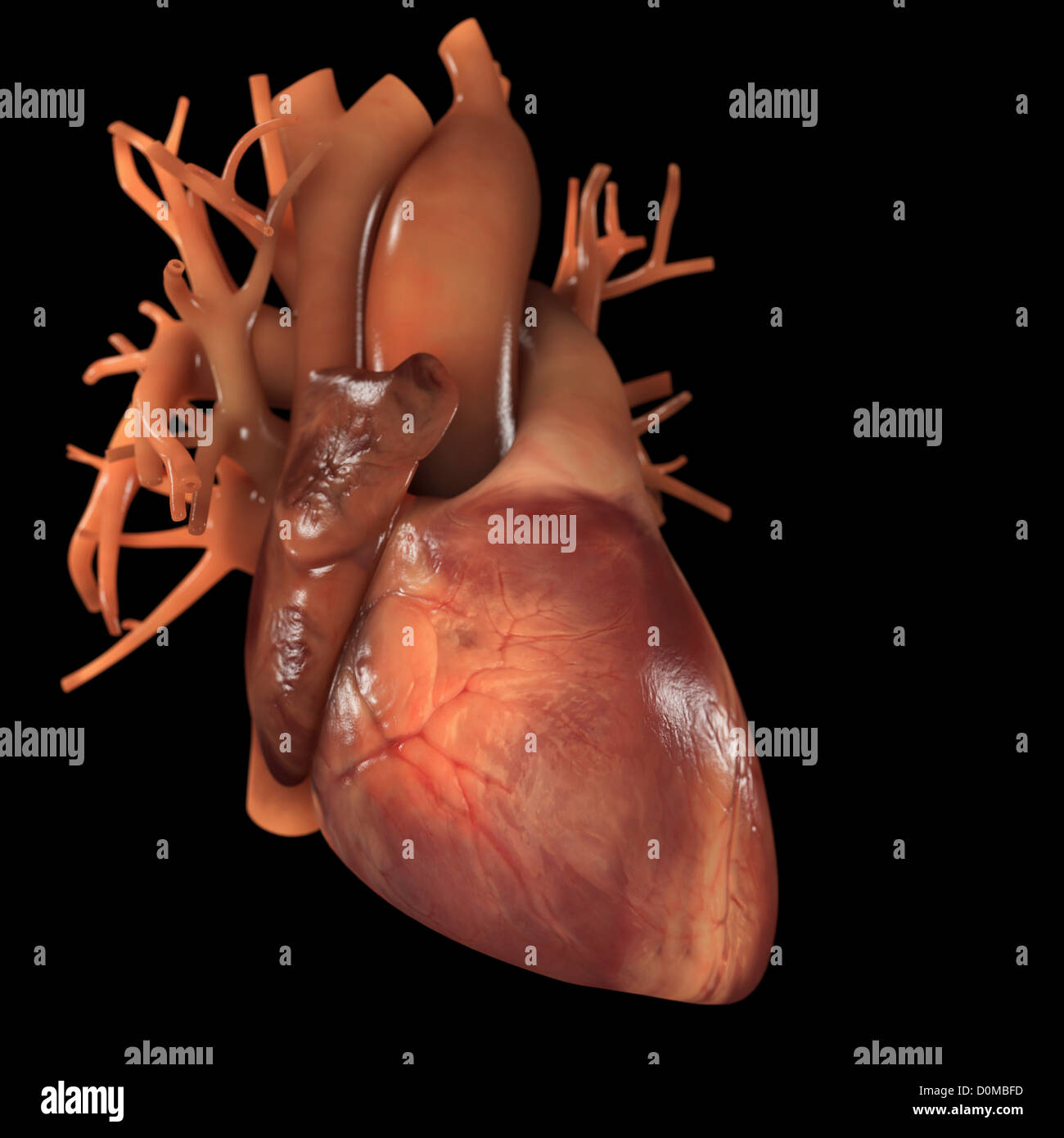 real heart diagram