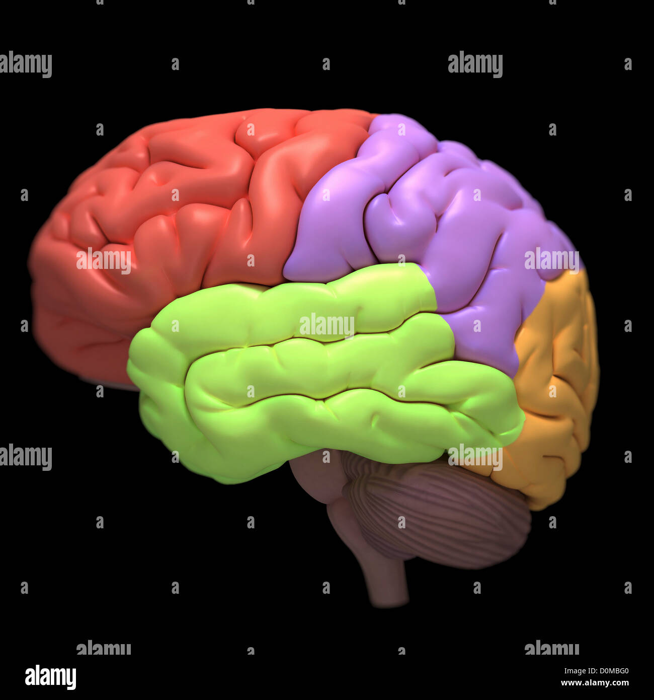 A model of the human brain, isolating different lobes with color. Stock Photo