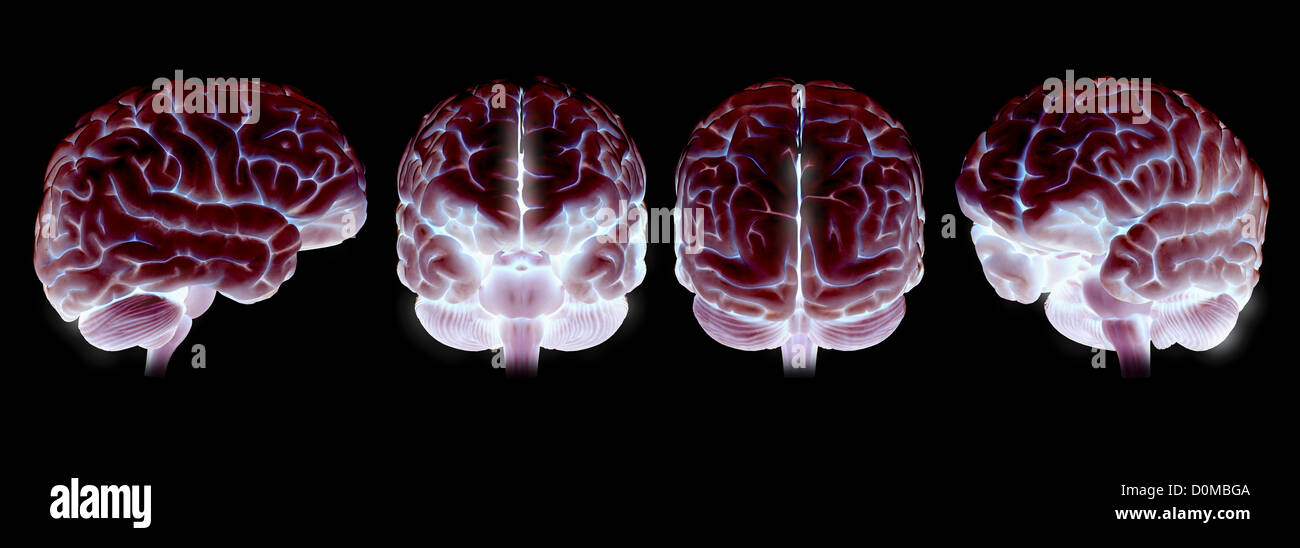 Four illuminated models of the human brain Stock Photo - Alamy