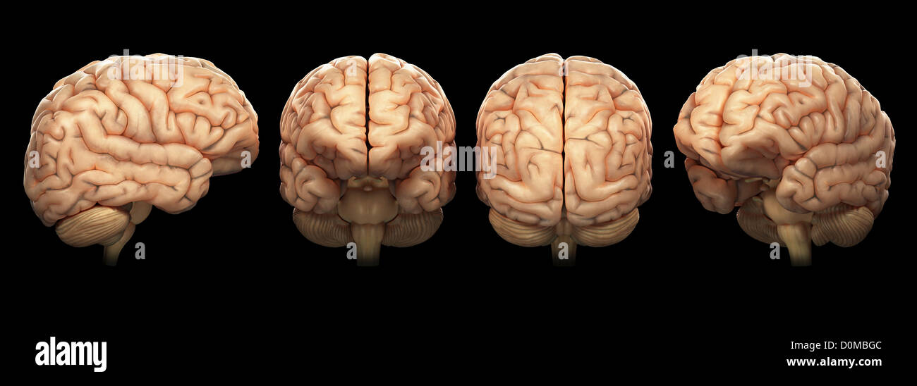 Four models of the human brain Stock Photo - Alamy