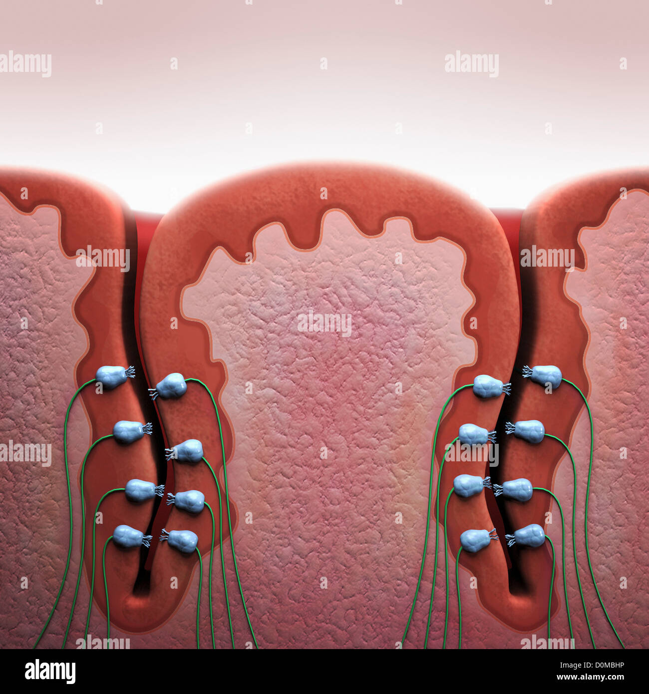 A cross-section diagram of a taste bud on a human tongue. Stock Photo