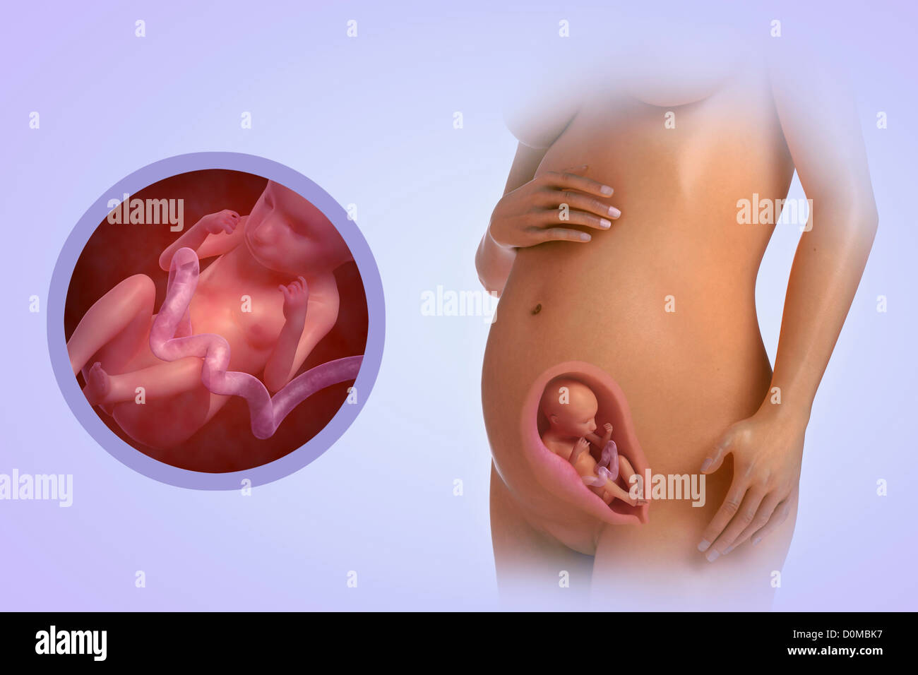 A human model showing pregnancy at week 22 Stock Photo