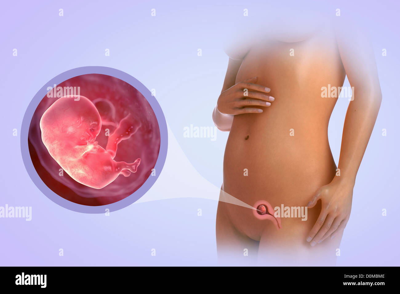 A human model showing pregnancy at week 9. Stock Photo