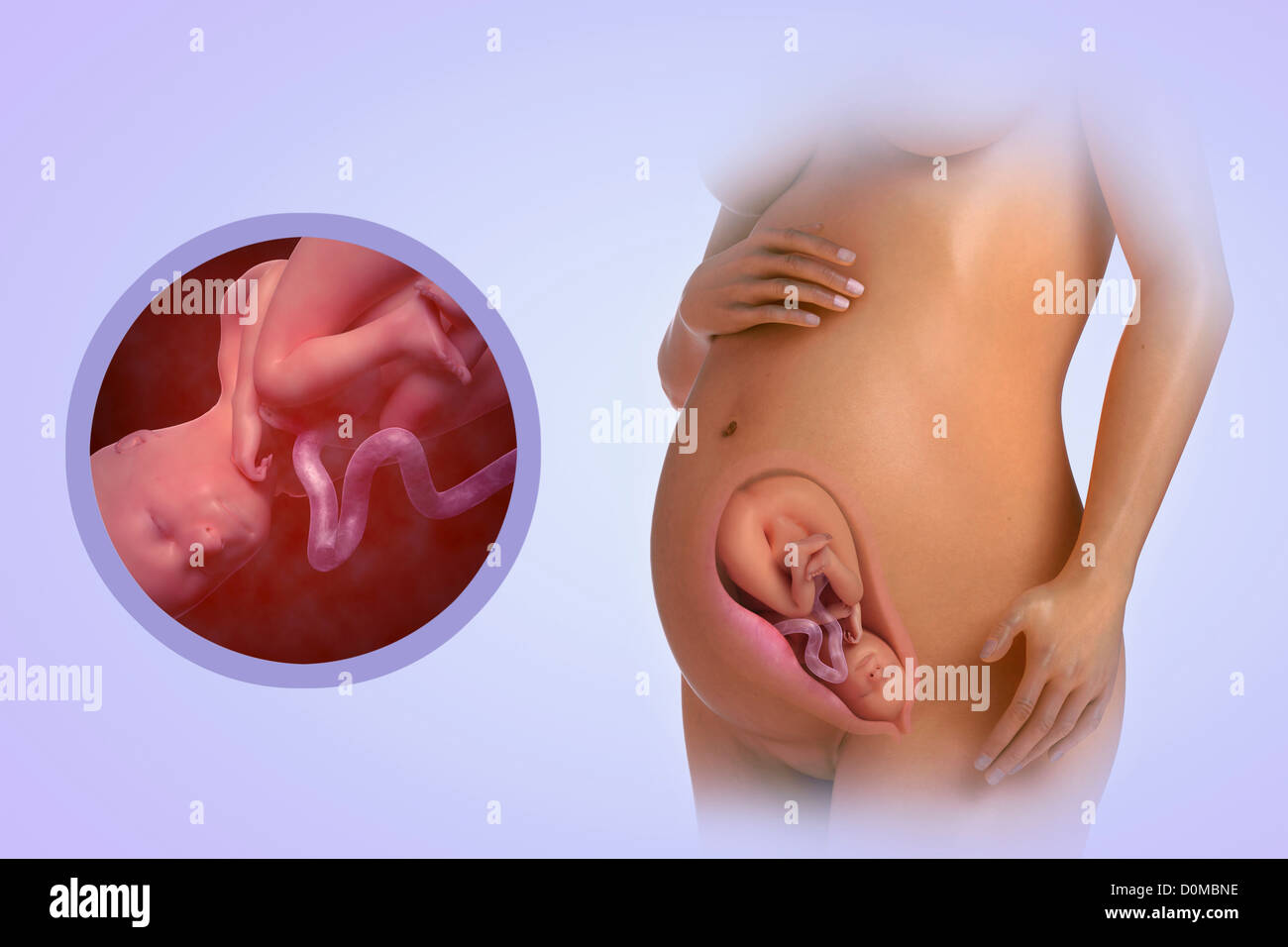 A human model showing pregnancy at week 29. Stock Photo