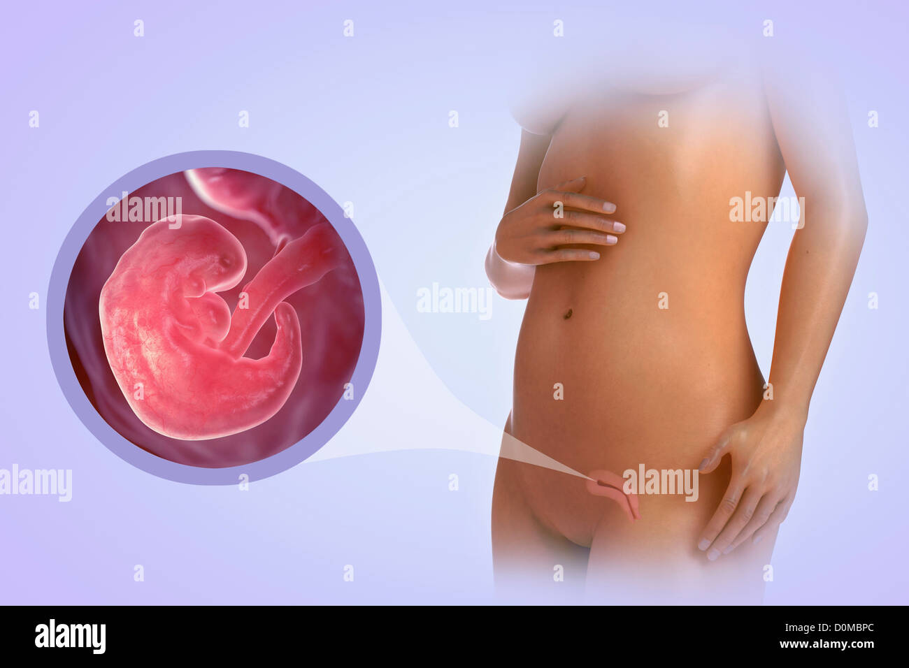 A human model showing pregnancy at week 6. Stock Photo