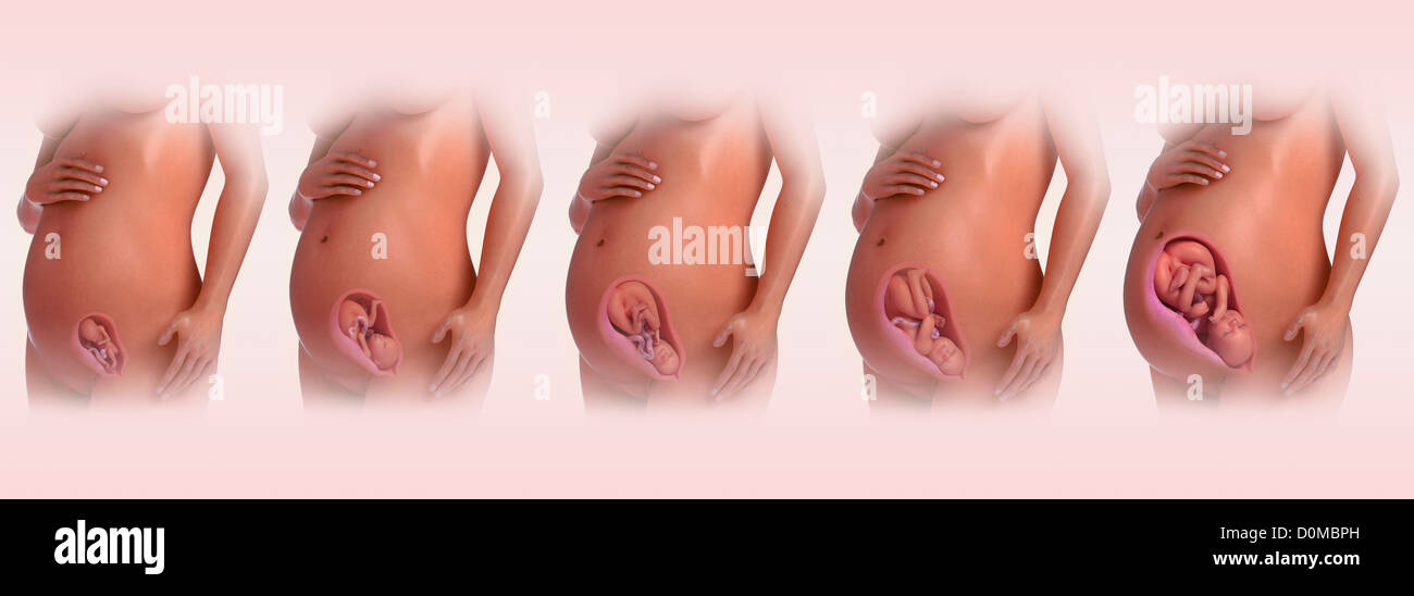 Human models showing pregnancy at different growth stages ...
