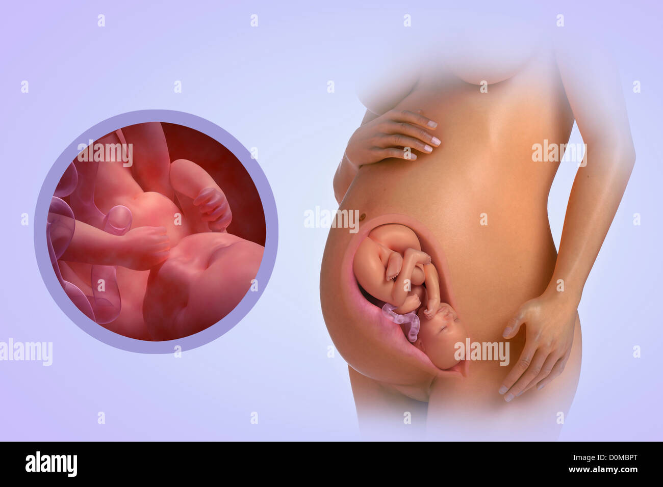 A human model showing pregnancy at week 37. Stock Photo