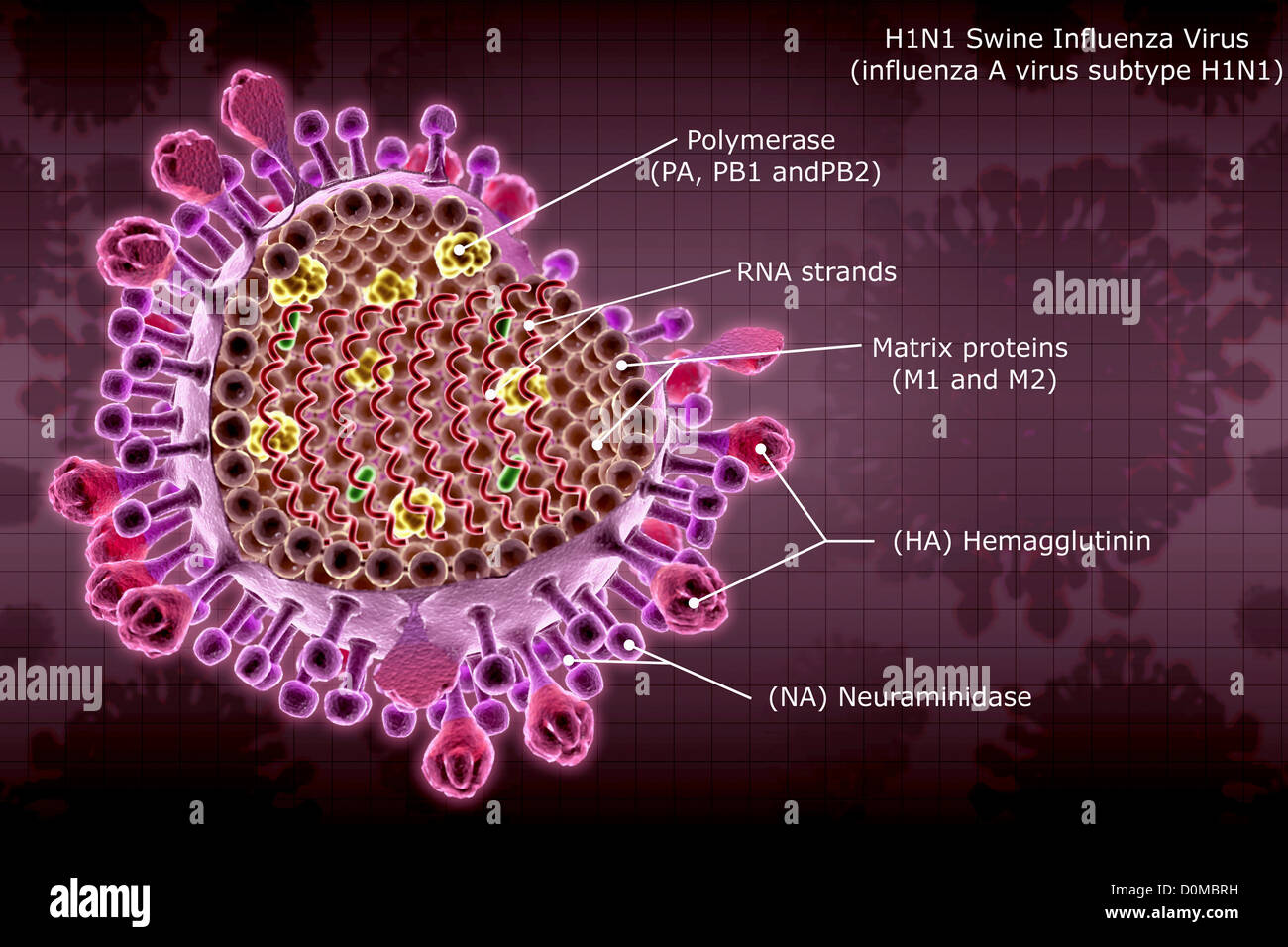 Diagram of an H1N1 swine flu virus particle with section labels. Stock Photo