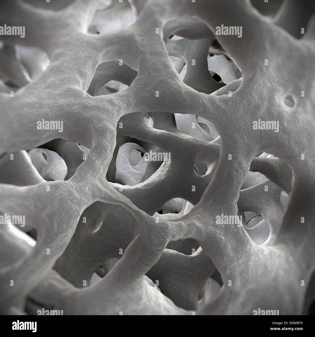 Perforated formations of cancellous or 'spongy' bone. Stock Photo