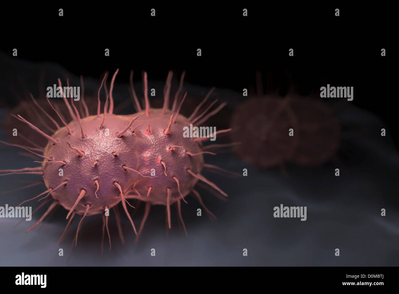 Neisseria gonorrhoeae, the bacterium responsible for the sexually transmitted infection gonorrhea. Stock Photo