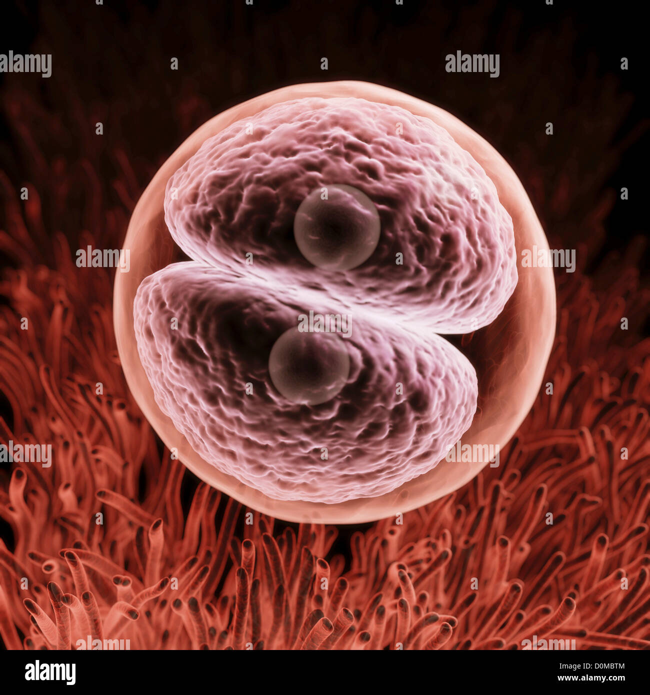Zygote development hires stock photography and images Alamy
