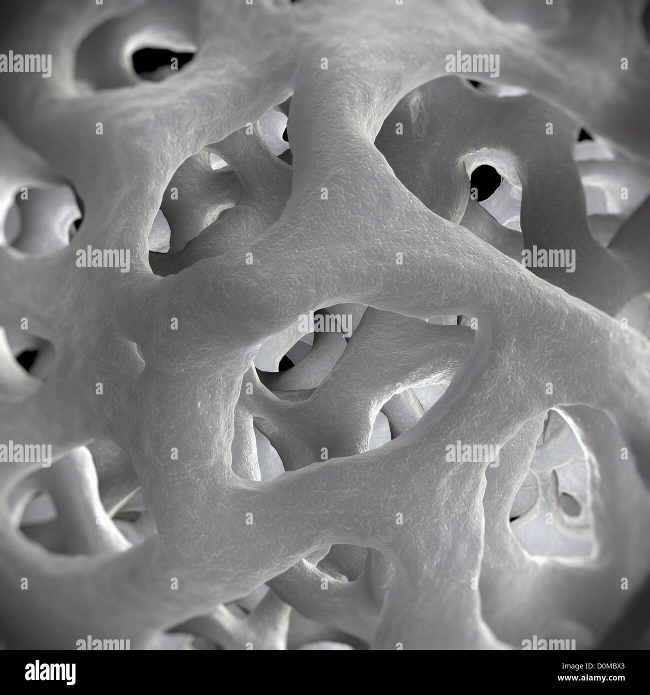 Perforated formations of cancellous or 'spongy' bone. Stock Photo