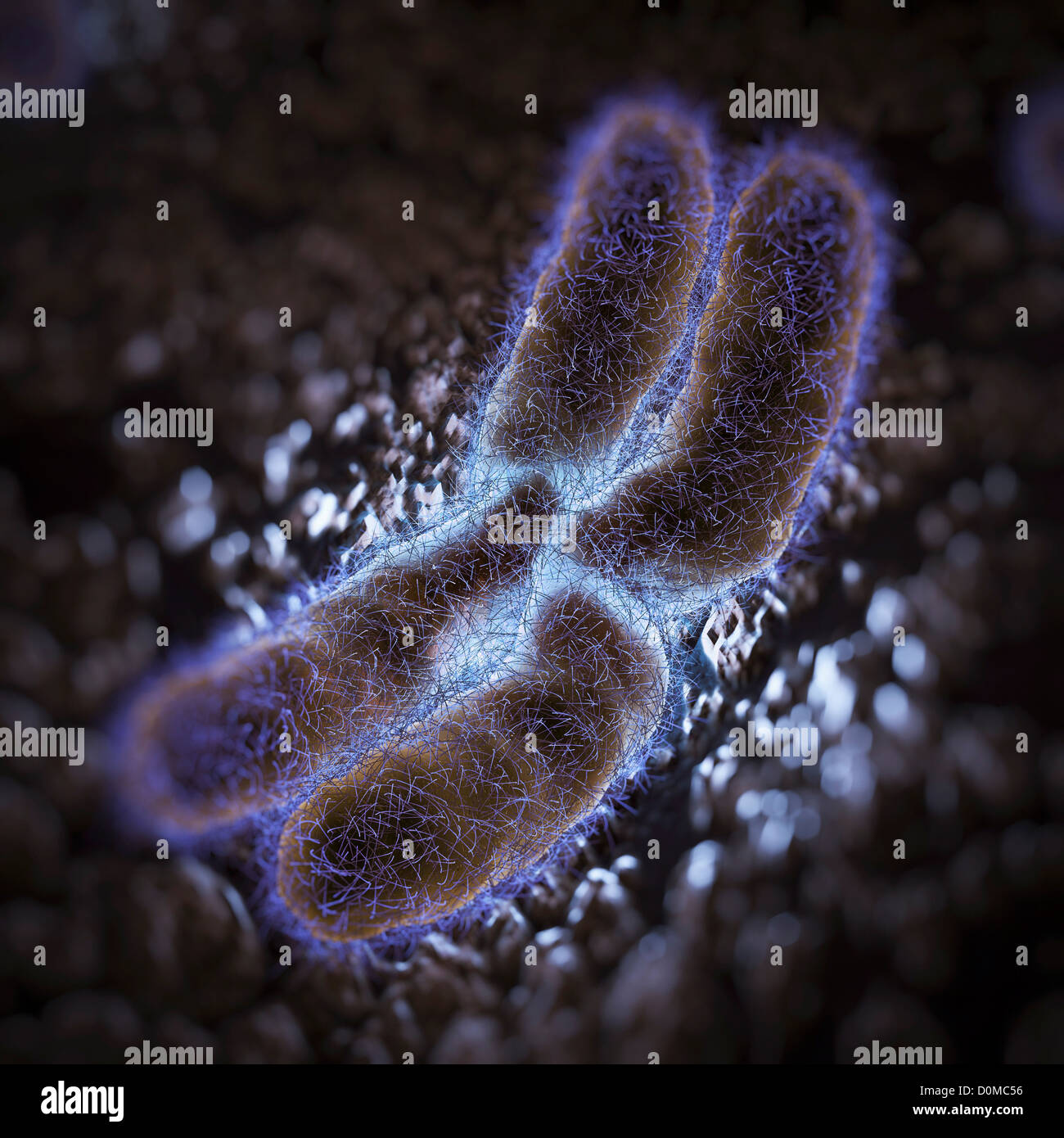 Genetic determining human chromosomes Stock Photo - Alamy