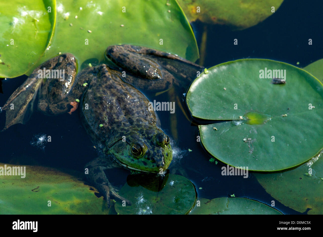 Frog on a lily Stock Photo Alamy