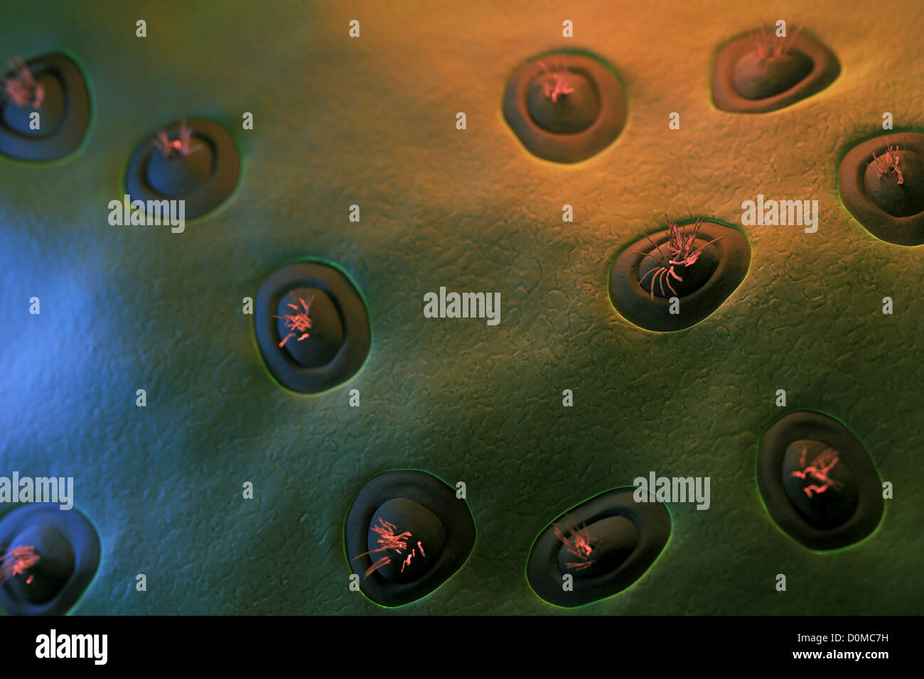 A magnification of taste buds on a human tongue. Stock Photo