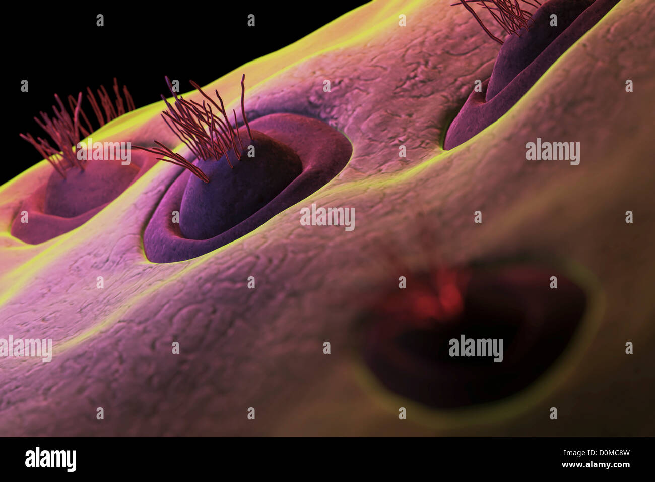 A magnification of taste buds on a human tongue. Stock Photo