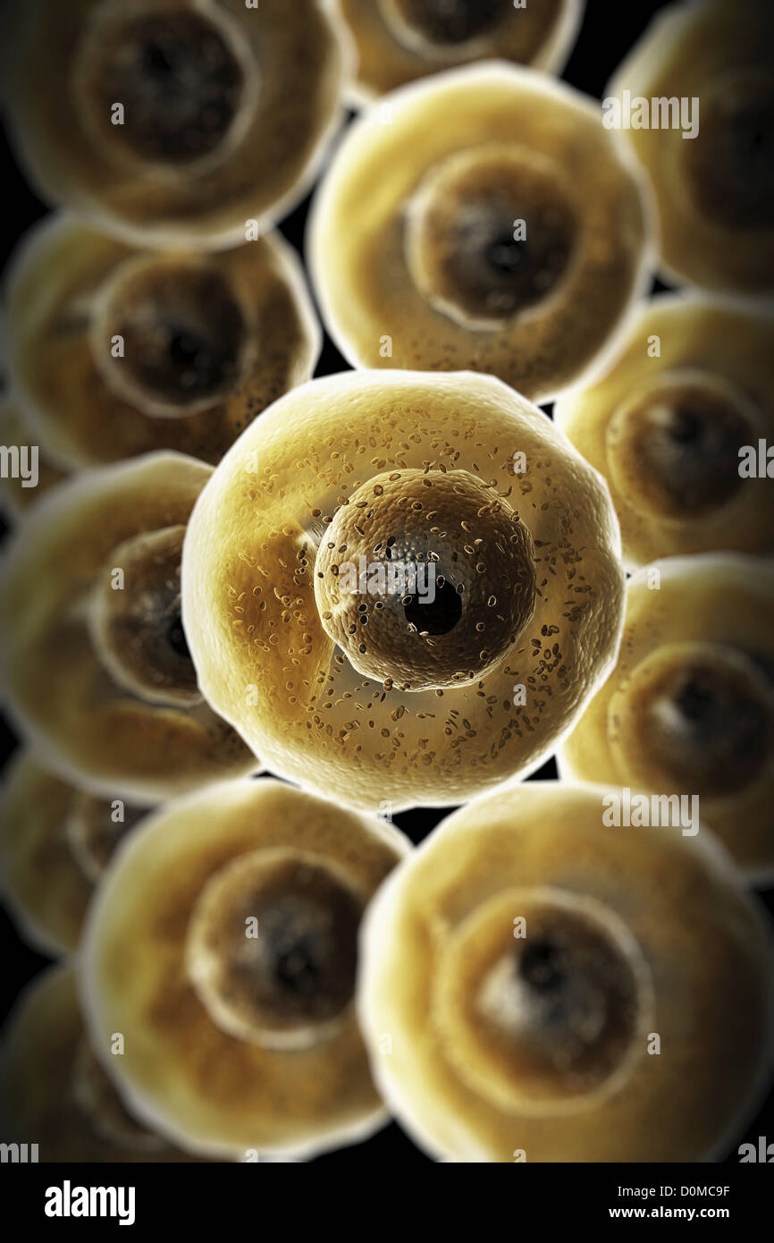 Group of human B Cells which play a large role in the immune response. Stock Photo