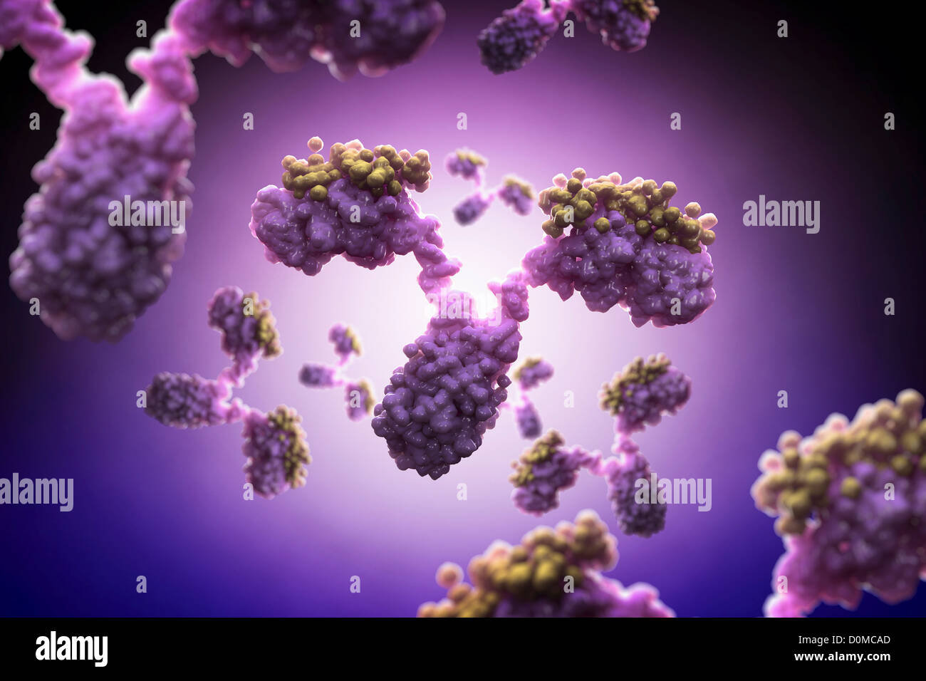 Antibodies fighting infection Stock Photo Alamy